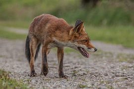 Poseren  by Irma Huisman