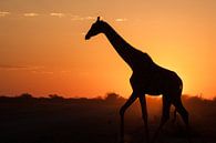 Giraffe bei Sonnenuntergang in Etosha, Namibia von Simone Janssen Miniaturansicht