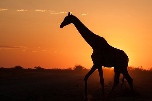Giraffe bei Sonnenuntergang in Etosha, Namibia