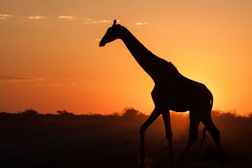 Giraffe bei Sonnenuntergang in Etosha, Namibia von Simone Janssen
