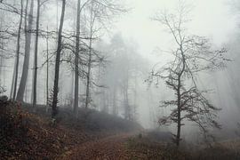 Bospad naar de ruïne Nellenburg bij Stockach op een mistige herfstdag - Landkreis Konstanz van BlattArt - Christine Horn