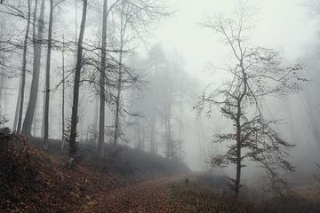 Bospad naar de ruïne Nellenburg bij Stockach op een mistige herfstdag - Landkreis Konstanz van BlattArt - Christine Horn