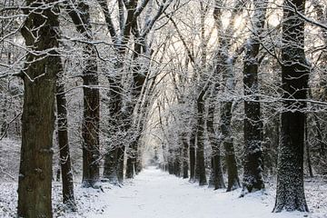 Winter im Zeister Wald, Utrecht Ridge! von Peter Haastrecht, van
