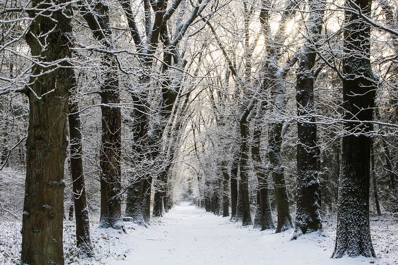 Winter im Zeister Wald, Utrecht Ridge! von Peter Haastrecht, van