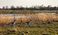 Gänse auf der Wiese von Percy's fotografie Miniaturansicht