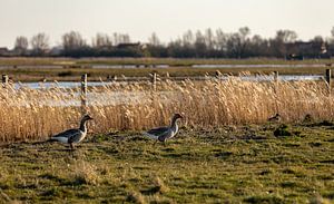 Oies dans la prairie