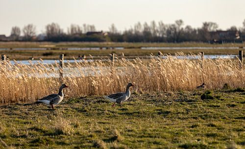 Ganzen in de weide