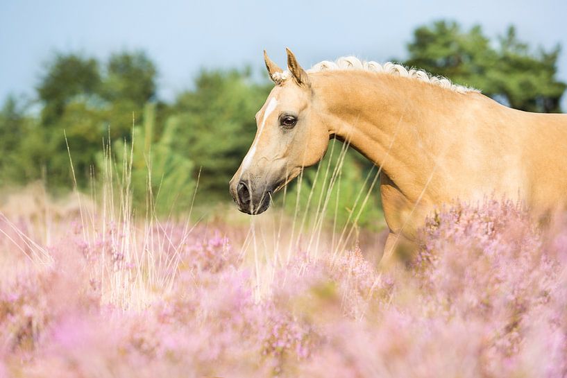 Paard in de roze heide van Yvette Baur