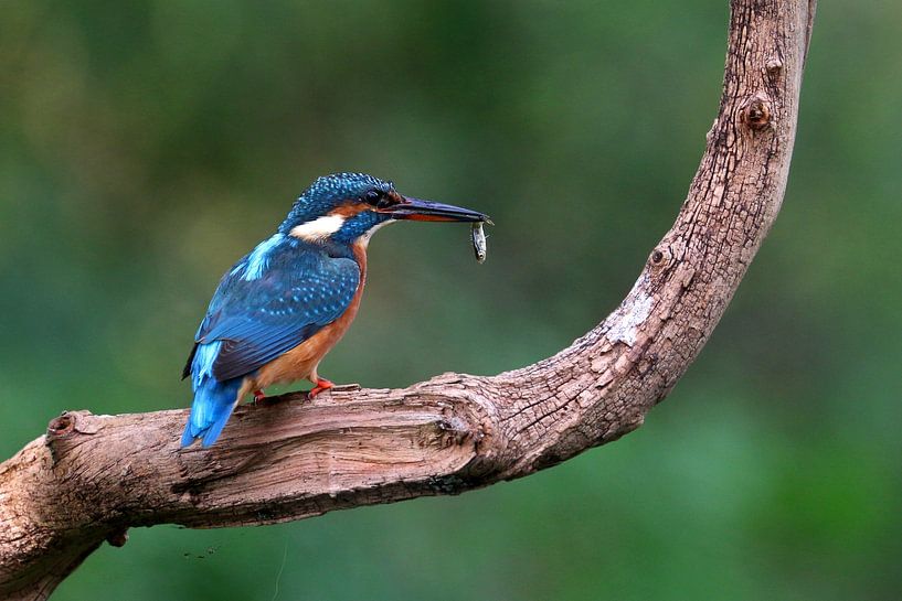 kingfisher with fish by Antwan Janssen