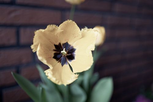 De eerste bloemen in de tuin in het Emsland