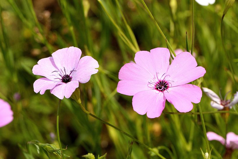 Lila Blumenwiese von Anja Bagunk