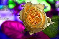 Rose numérique