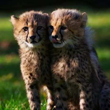 Young cheetahs by Ken Kühlbrandt