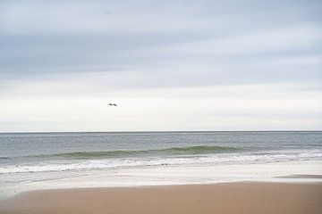 Eenzame zeemeeuw | Minimalistische fotografie van Noraly Verriet