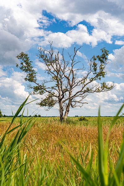 Bare tree in the middle of a colorful landscape by Dafne Vos