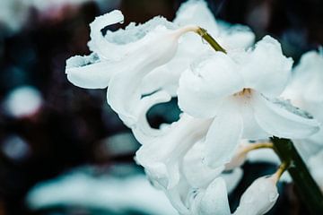 Snow flowers... (bloem, hyacint, sneeuw, lente) van ElkeS Fotografie