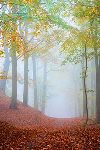 Waldweg im Nebel