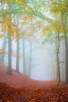 Forest path in the fog