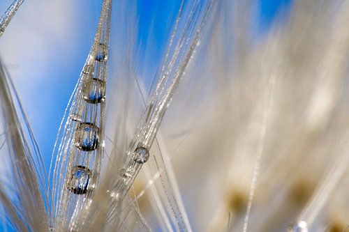 Taraxacum officinale III