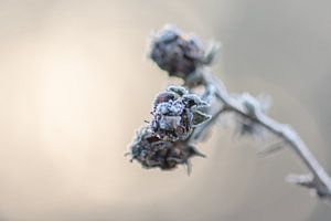 gefrorene Waldbrombeere