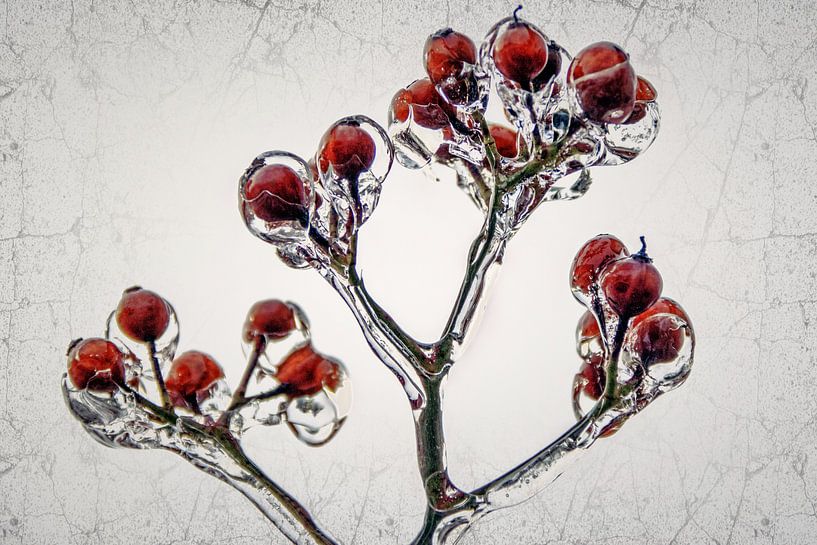 Ice Age - rose hips preserved in ice by Christine Nöhmeier