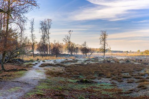 Foggy morning landscape Strabrechtse heather
