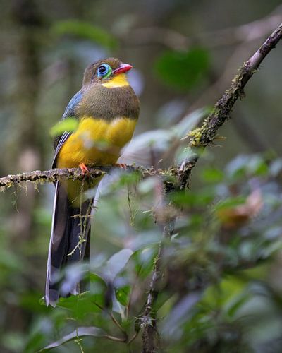 Macklots trogon