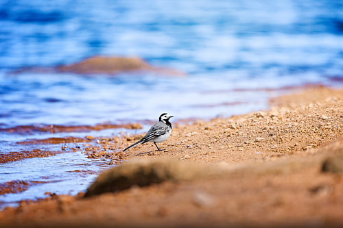 White Wagtail at the Oderteich in the Harz Mountains