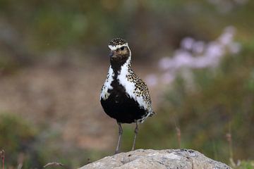 Europese goudplevier (Pluvialis apricaria) in de natuurlijke habitat, IJsland van Frank Fichtmüller