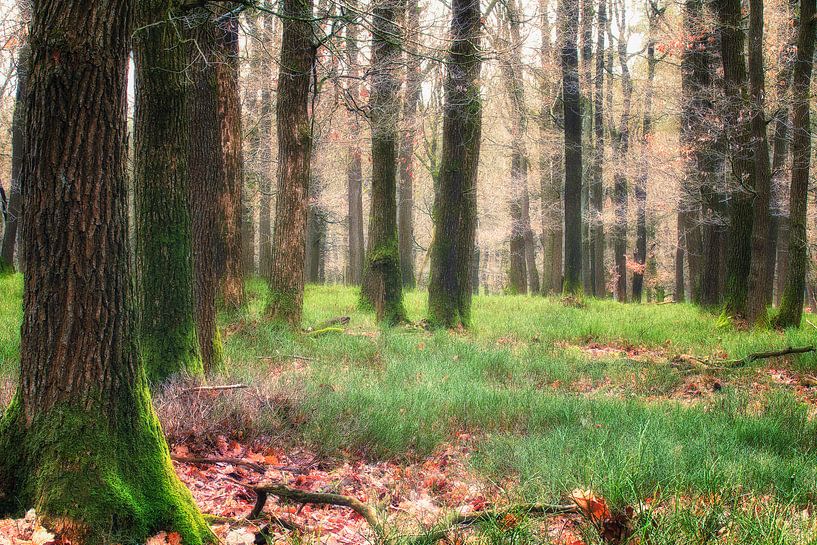 The Magical Forest l par Rigo Meens
