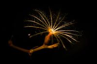 Im Garten finden Sie die schönsten stillen Kompositionen