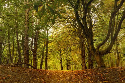 Amsterdamse Waterleidingduinen.