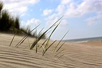 gras in het zand