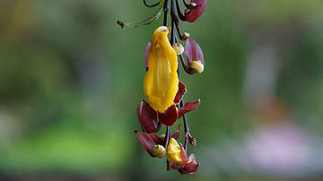 Madeira - Funchal - Bloeiende rode en gele bloemen hangend langs een boomplant van adventure-photos