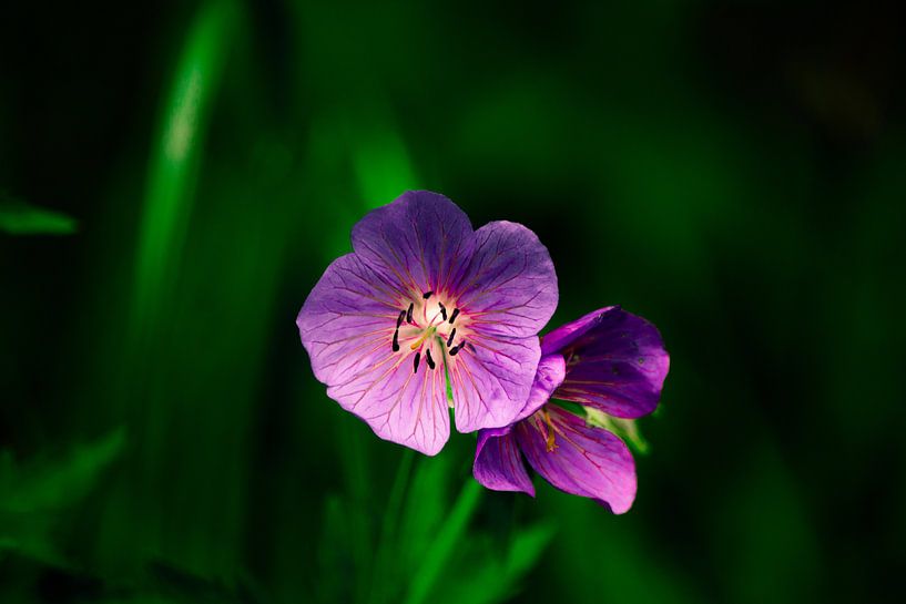 Violett in Blüte von Michael van Eijk