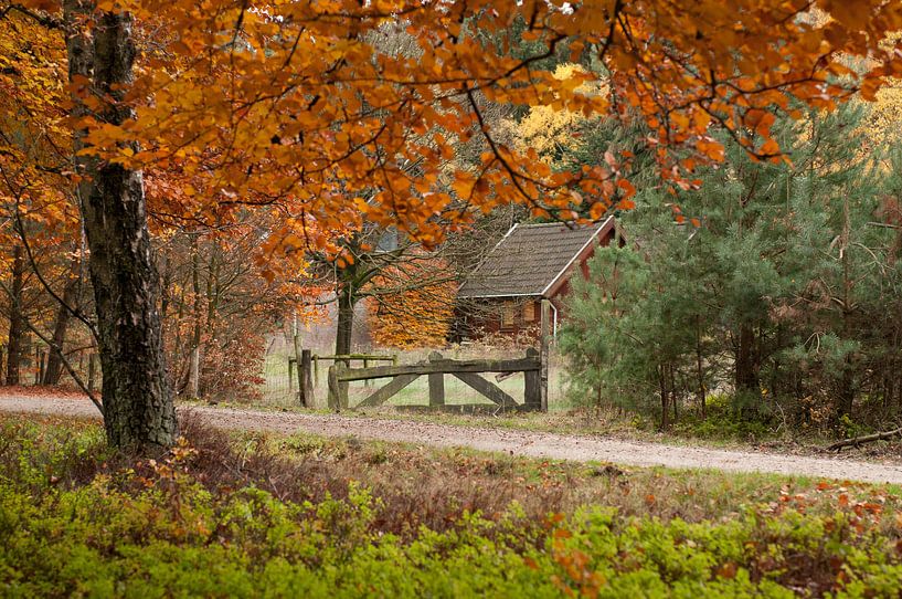 La forêt d'automne Shelves Gambeson par Nancy van Verseveld