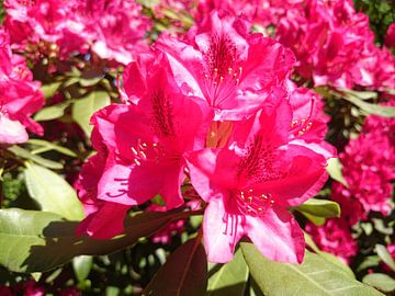 Fel roze bloemen / Pretty pink flowers van Fleur Ruygh