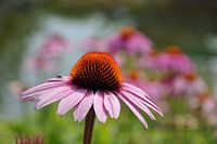 Bloem van de Echinacea purpurea