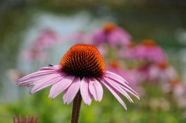 Bloem van de Echinacea purpurea