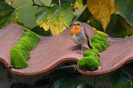 Robin auf Dachziegeln von Alain Gysels Miniaturansicht