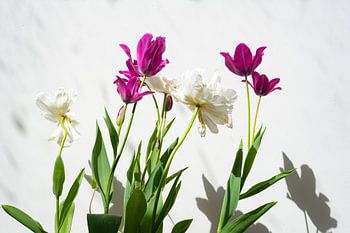 Tulpensinfonie in Licht und Schatten