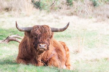 Schotse hooglander in het Deelerwoud van Merijn Loch