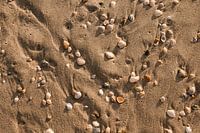 Shells in the sand
