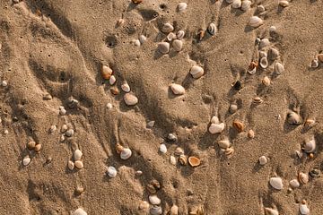 Coquillages dans le sable sur Chantal de Graaff