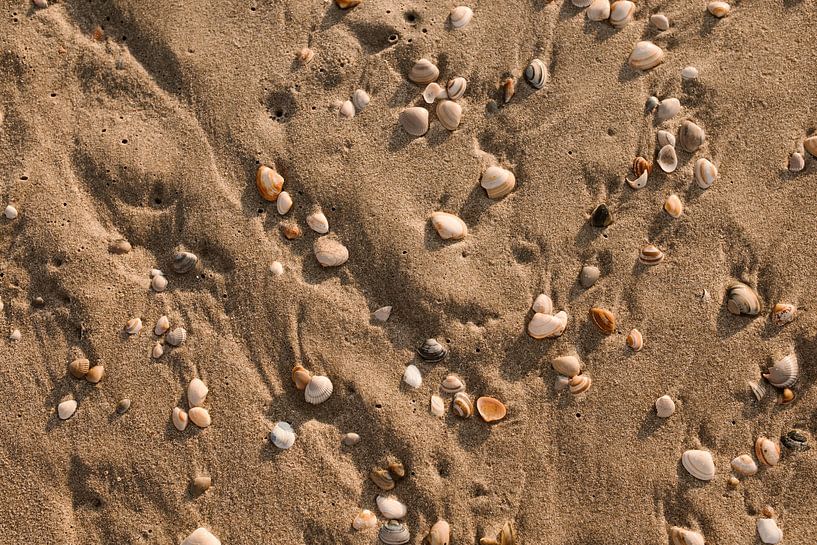 Shells in the sand by Chantal de Graaff