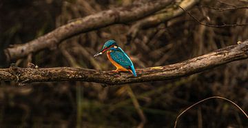Kingfisher with his freshly caught fish. by Wouter Van der Zwan