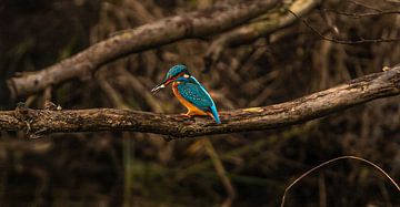 ijsvogel met zijn vers gevangen vis. van Wouter Van der Zwan