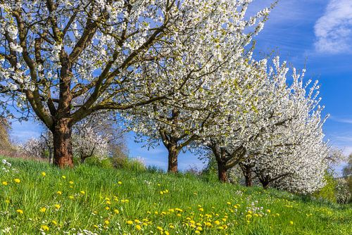 Kirschblüte in Bayern von Daniela Beyer