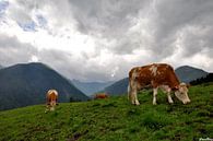 Kühe in Österreich von CreaBrig Fotografie Miniaturansicht