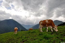 cows in austria by CreaBrig Fotografie